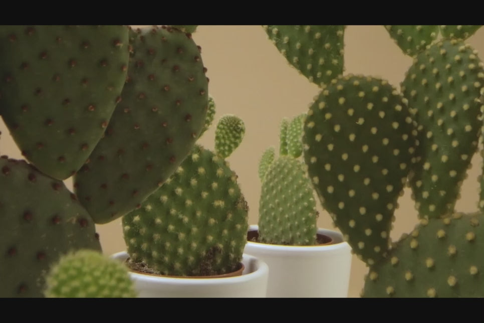 Lusso Key Holder - Cactus